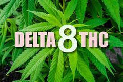Delta 8 THC – Delta 8 THC ist die leicht psychoaktive Verbindung, die aus der Hanfpflanze gewonnen wird.