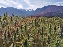 CANNABIS INDICA GROWING WILD IN NEPAL