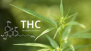 Delta 9 THC - Delta 9 THC (tetrahydrocannabinol) is known for it's robust psychoactivity