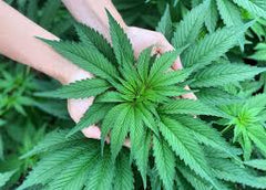 CBG (CANNABIGEROL) - YOUNG CANNABIS OR HEMP PLANTS PRODUCE SIGNIFICANTLY MORE CBG THAN WHEN THEY GROW OLDER