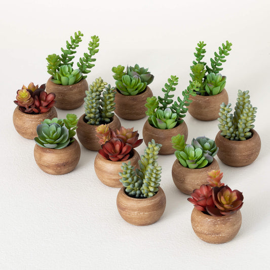 Succulent in Glass Pot - Set of 3 - 47th & Main