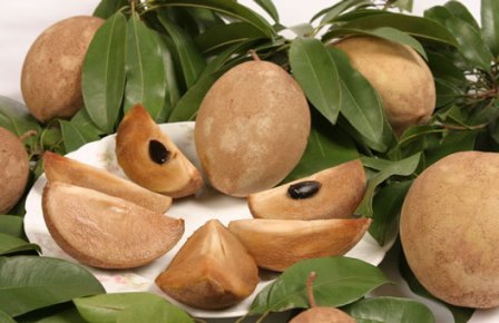 Chikoo/Sapota Fruit (750 gm) – Aranyaani Food Forest