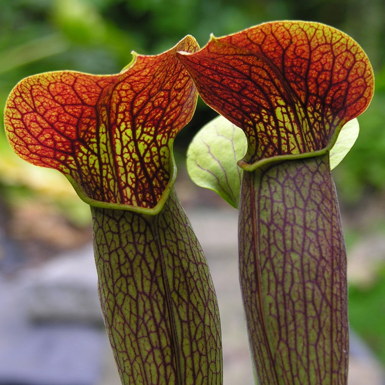 SARRACENIA ALATA - THE PALE PITCHER – Hewitt-Cooper Carnivorous Plants