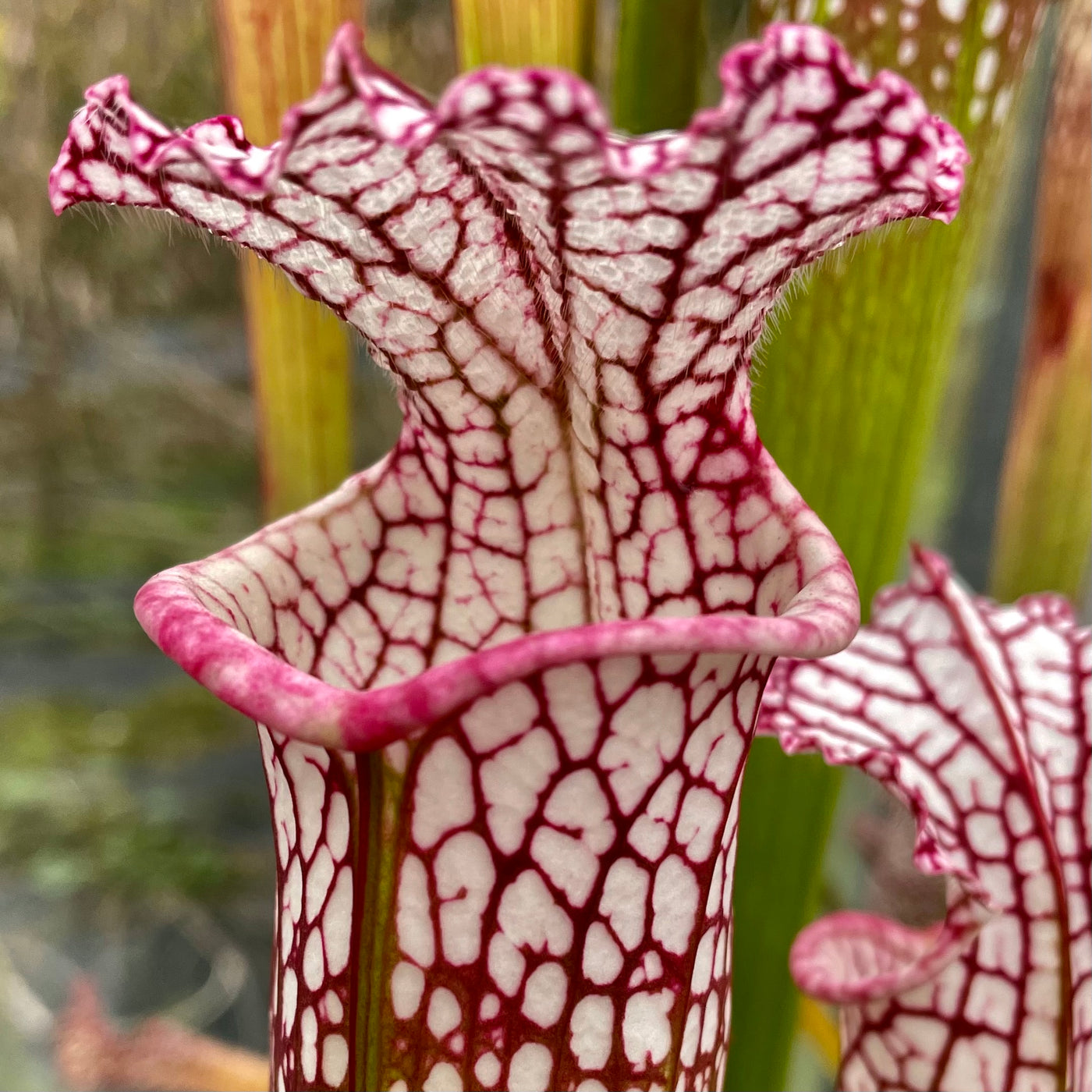 Sarracenia Leucophylla Var Leucophylla Pink Lip Apalachicola Fran Hewitt Cooper 