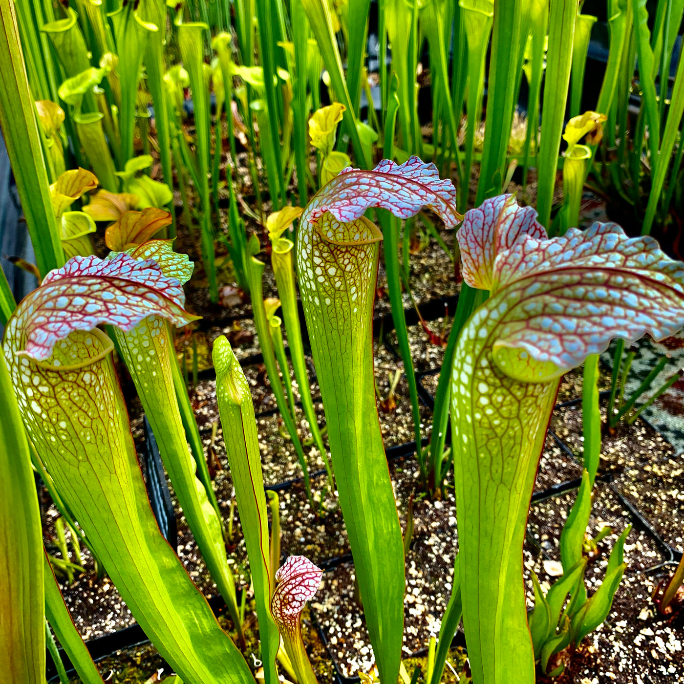 Sarracenia X Excellens Minor X Leucophylla Hewitt Cooper Carnivorous Plants 