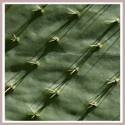 cactus leather