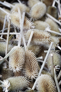 Teasels are still used by this traditional firm