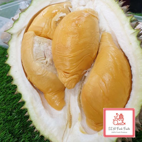 SLH Durian D13