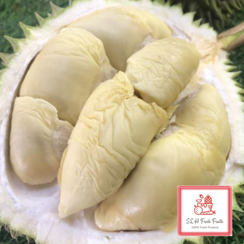 SLH Durian XO