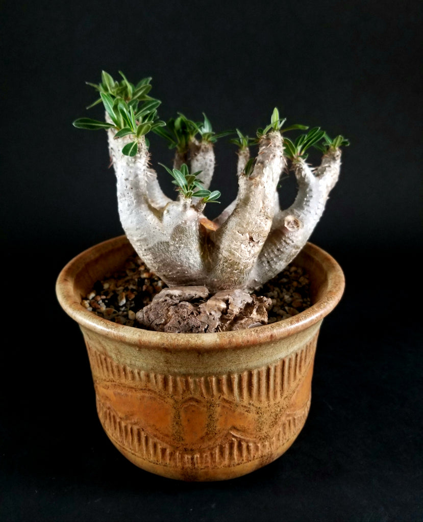 Pachypodium Gracilius var. AUTUMN LEAVES