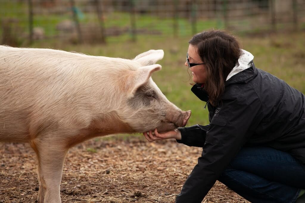 Donate to a farmed animal sanctuary as a vegan box gift idea for best vegan gifts in Australia