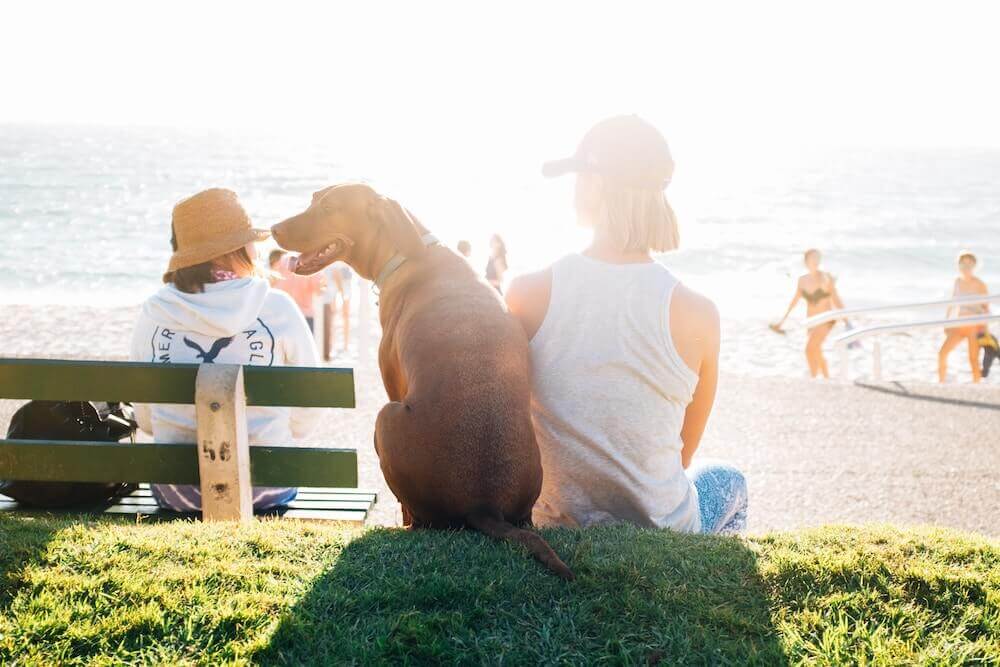 Man with dog for Best vegan puns and sayings