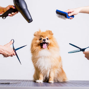 Dog Grooming