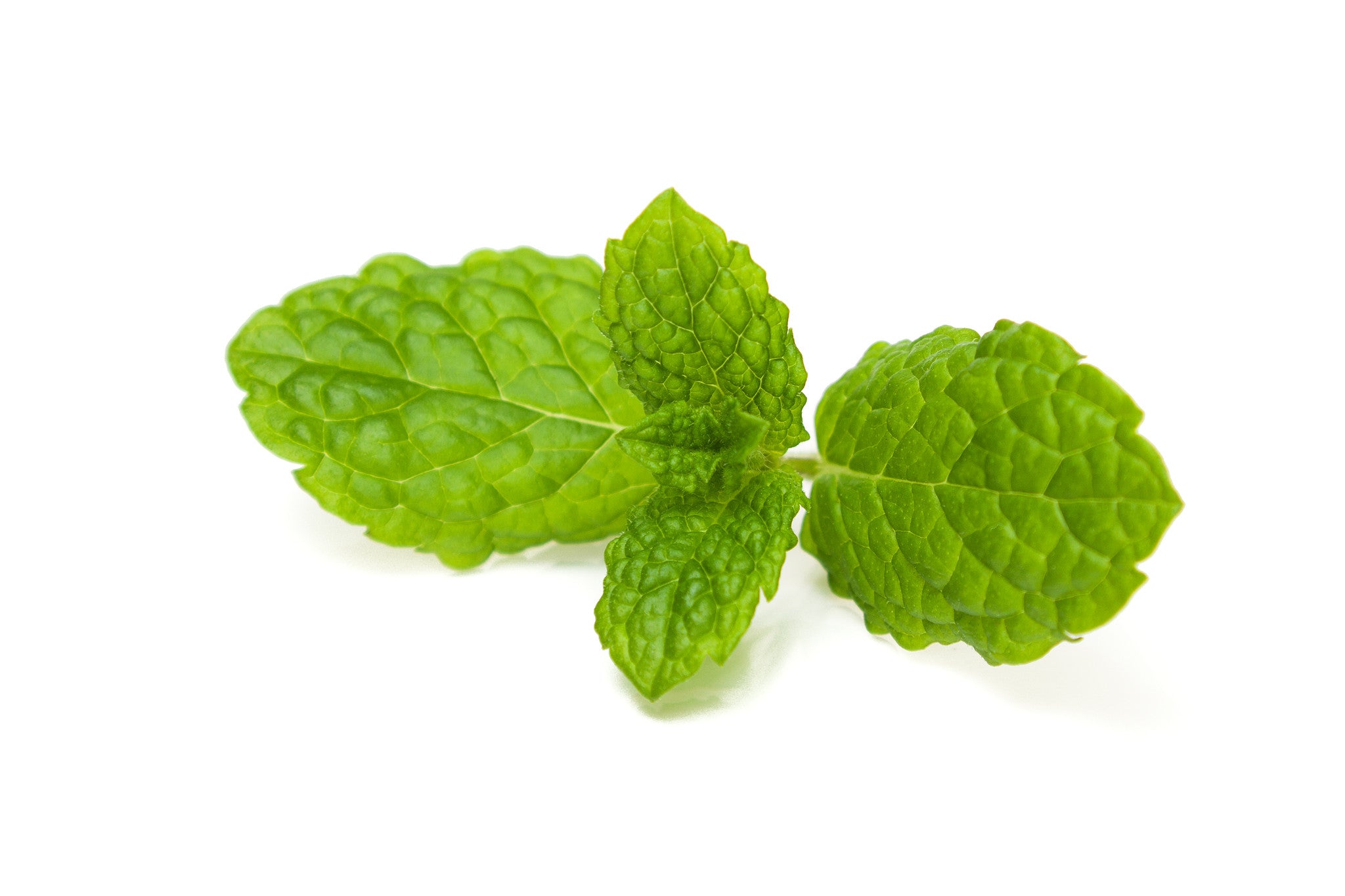 Essential oil essential and chocolate with mint leaves isolated