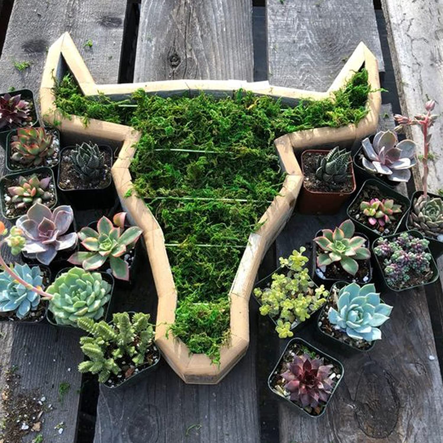 bull succulent planter growing step