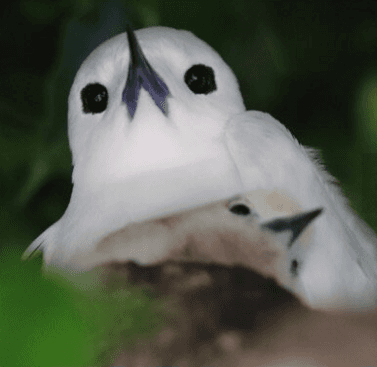 Manu-O-Ku White Tern Bird Hawaii