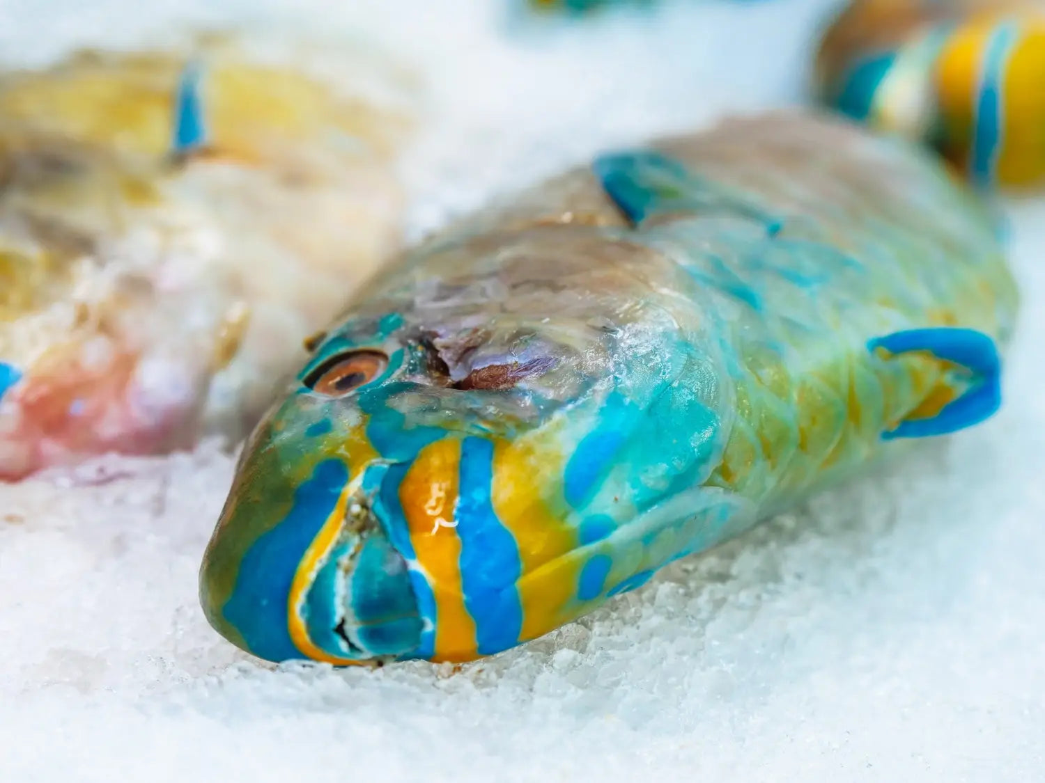Why We Need to Stop Eating Parrot Fish