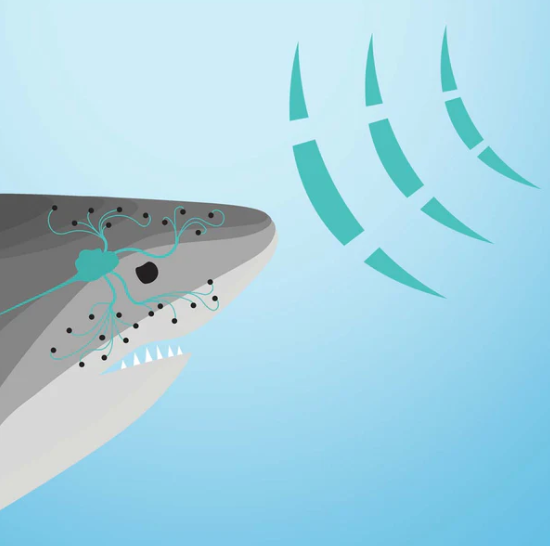 Shark Electromagnetic sensor