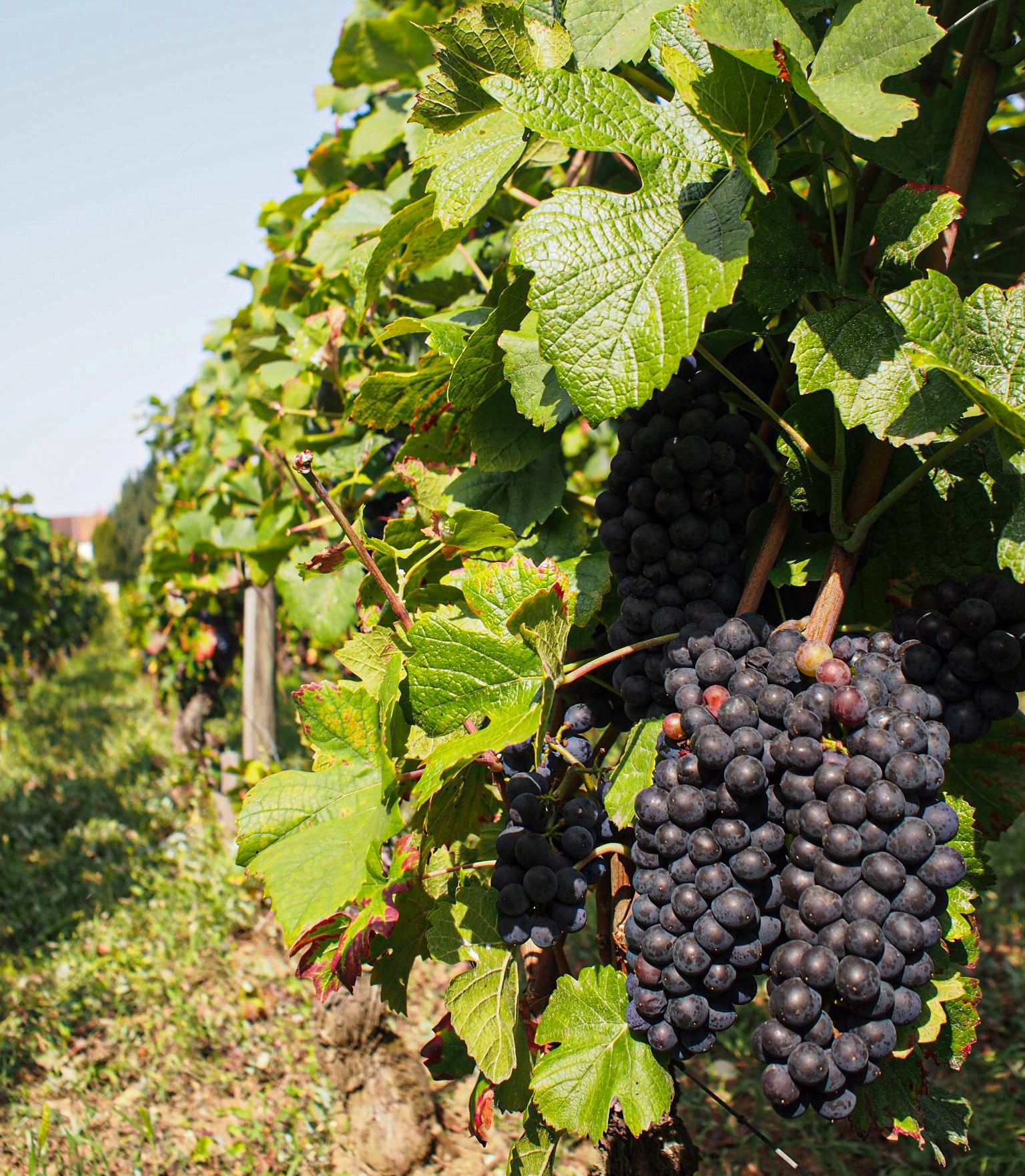 Pinot Noir: 10 Facts You Need To Know - Virgin Wines Blog