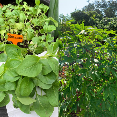 Pak Choi and Cassava grown at Sydney’s home garden