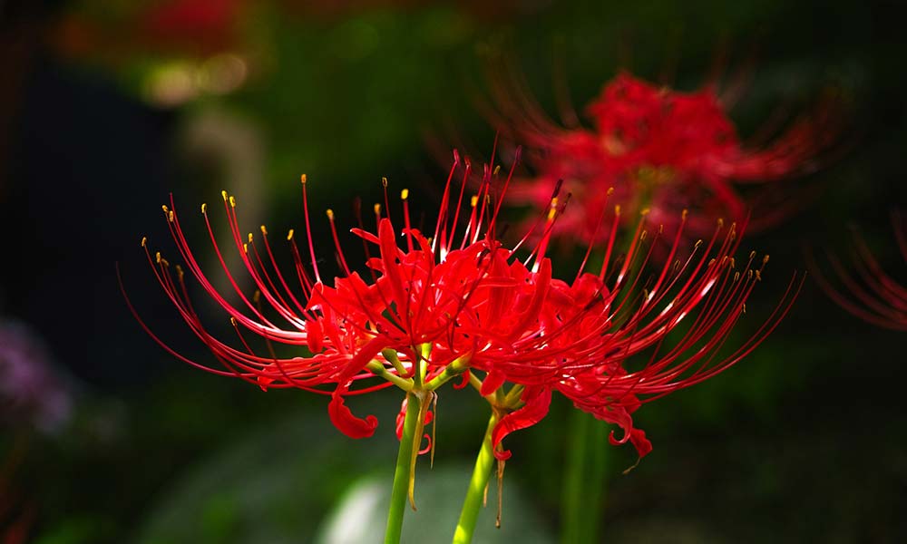 La fleur rouge HIGANBANA est une une plante bulbeuses de type Amaryllidaceae. Higanbana signifie en japonais « la fleur de l’Équinoxe. Cette fleur japonaise rouge a une place importante dans la culture nipponne.