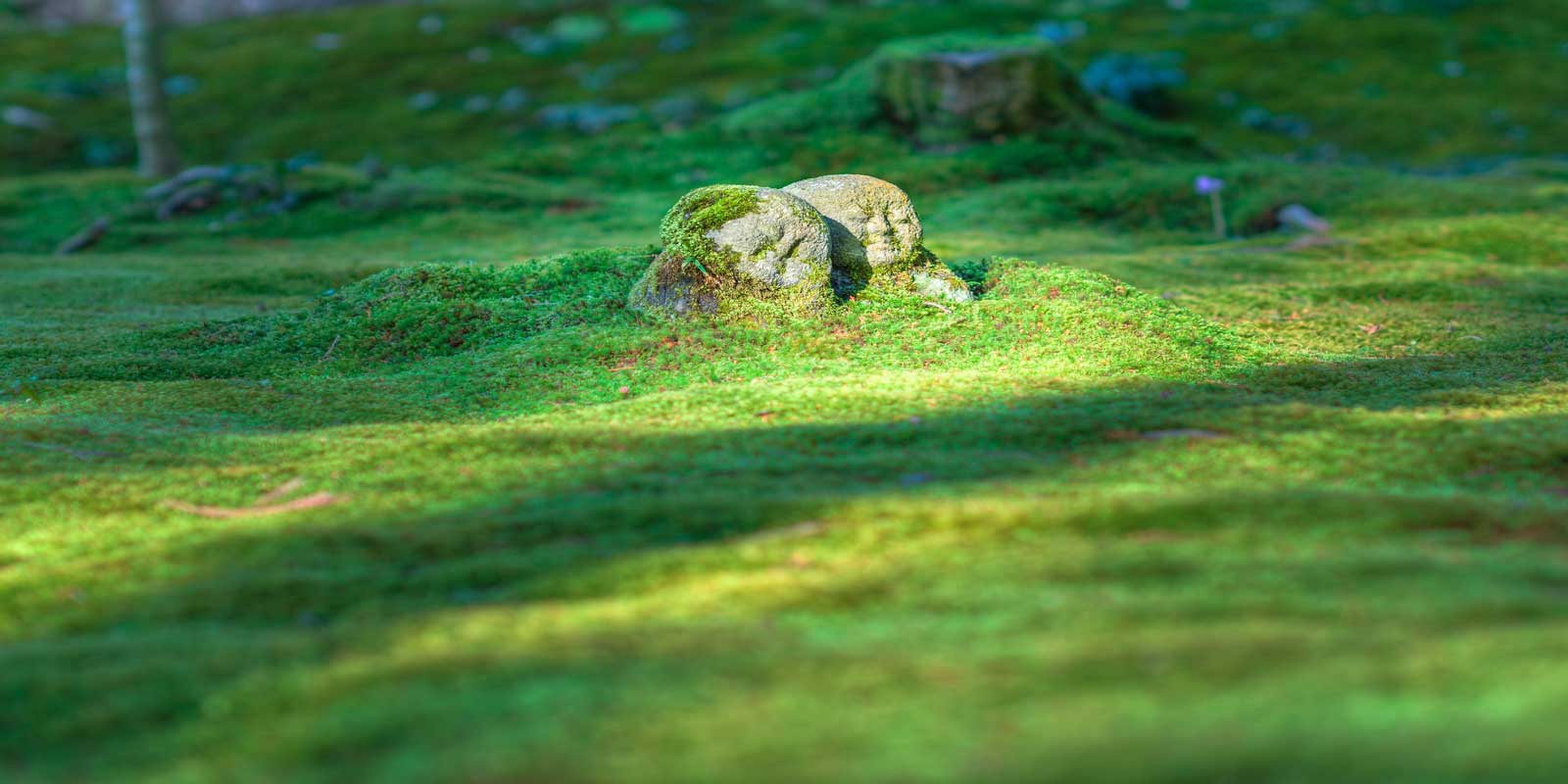 Japanese Zen garden moss and statue