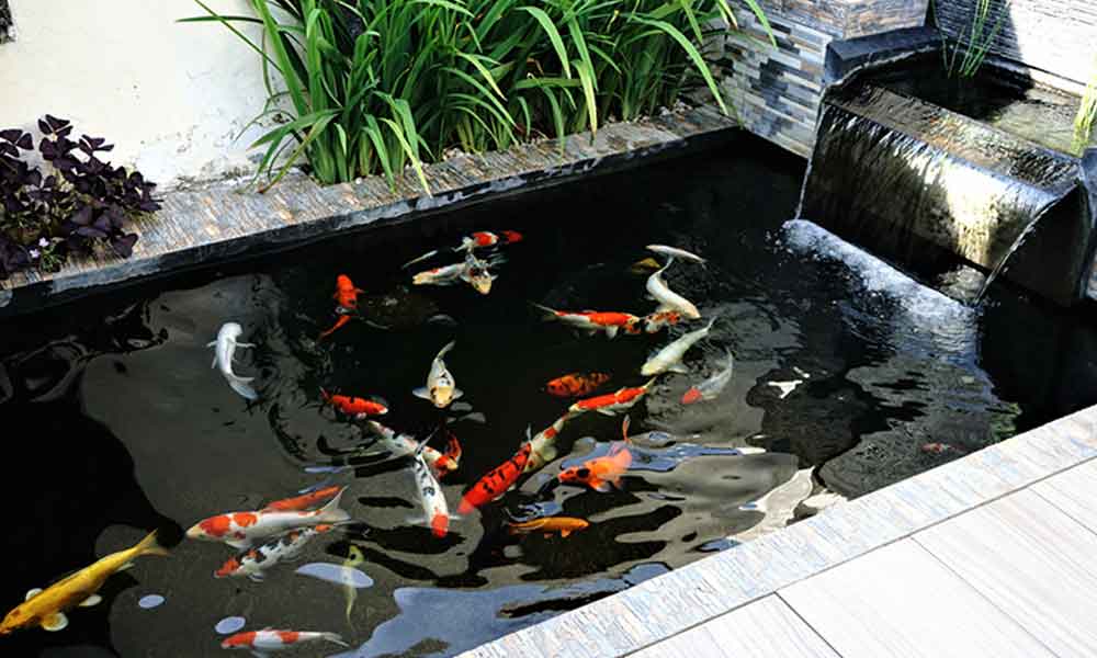 Des poissons japonais dans un carpe koi bassin d'un jardin zen