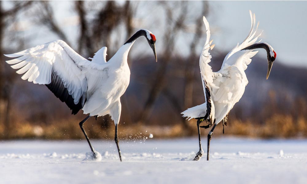 Deux grue japonaise oiseau de couleur blanche et battant des ailes pendant une danse nuptiale