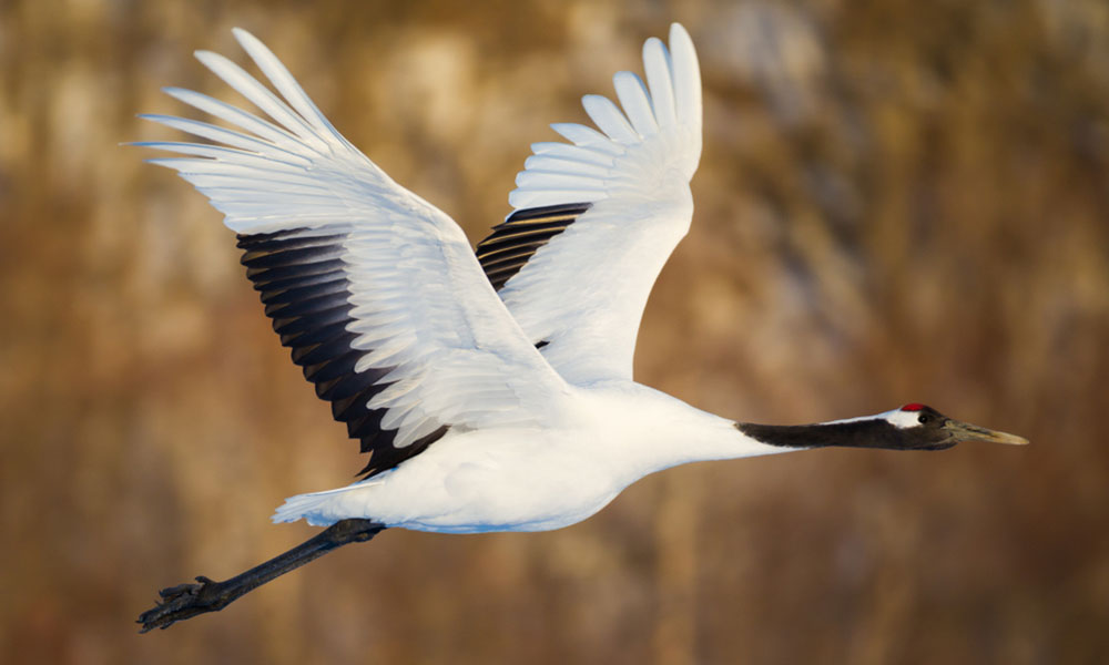 La signification de la grue japonaise est la prospérité, la paix et la persévérance. C'est un oiseau japonais majestueux de couleur blanches avec des grandes ailes et une tache rouge sur la tête.