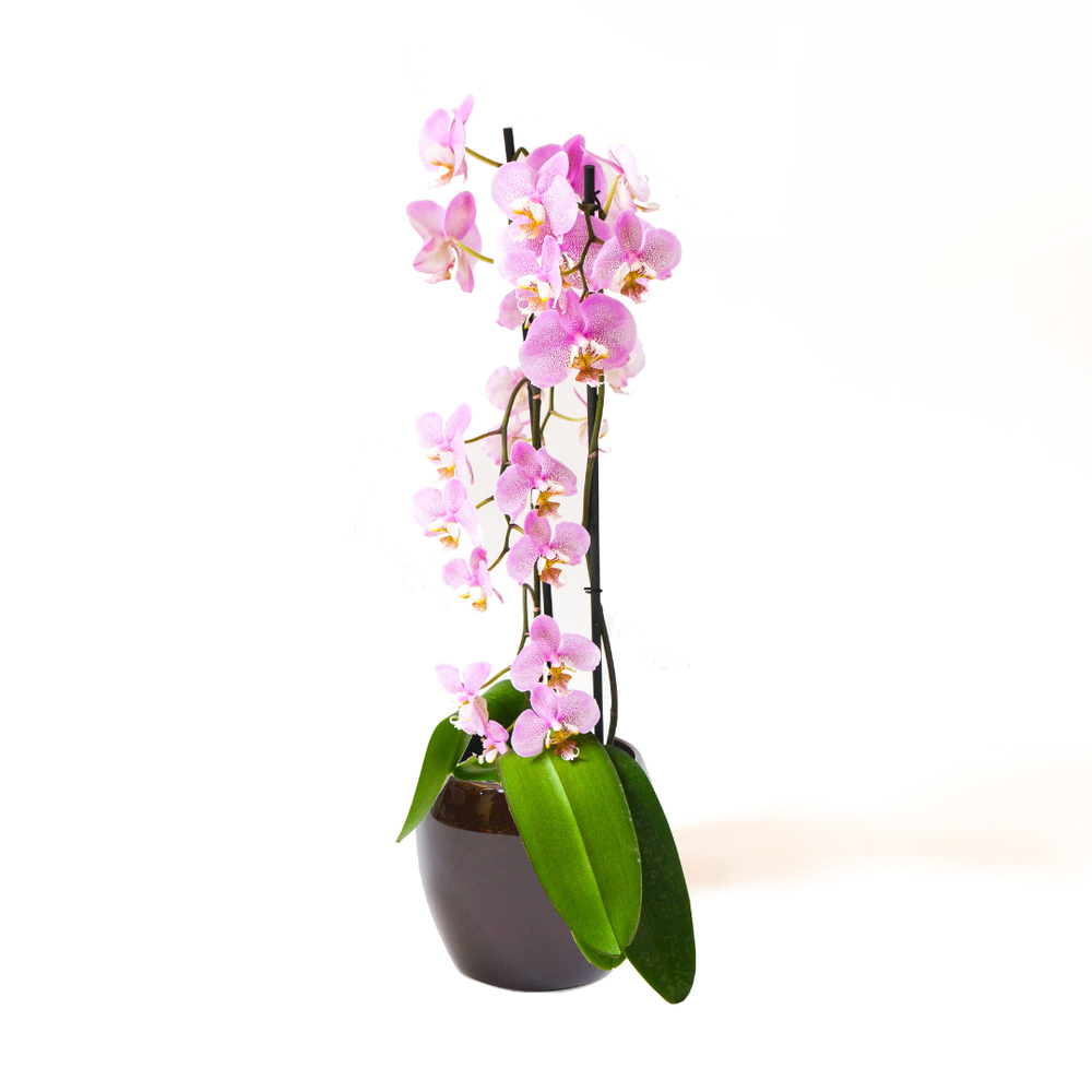 Pink Phalaenopsis Orchid – Dásos Farms