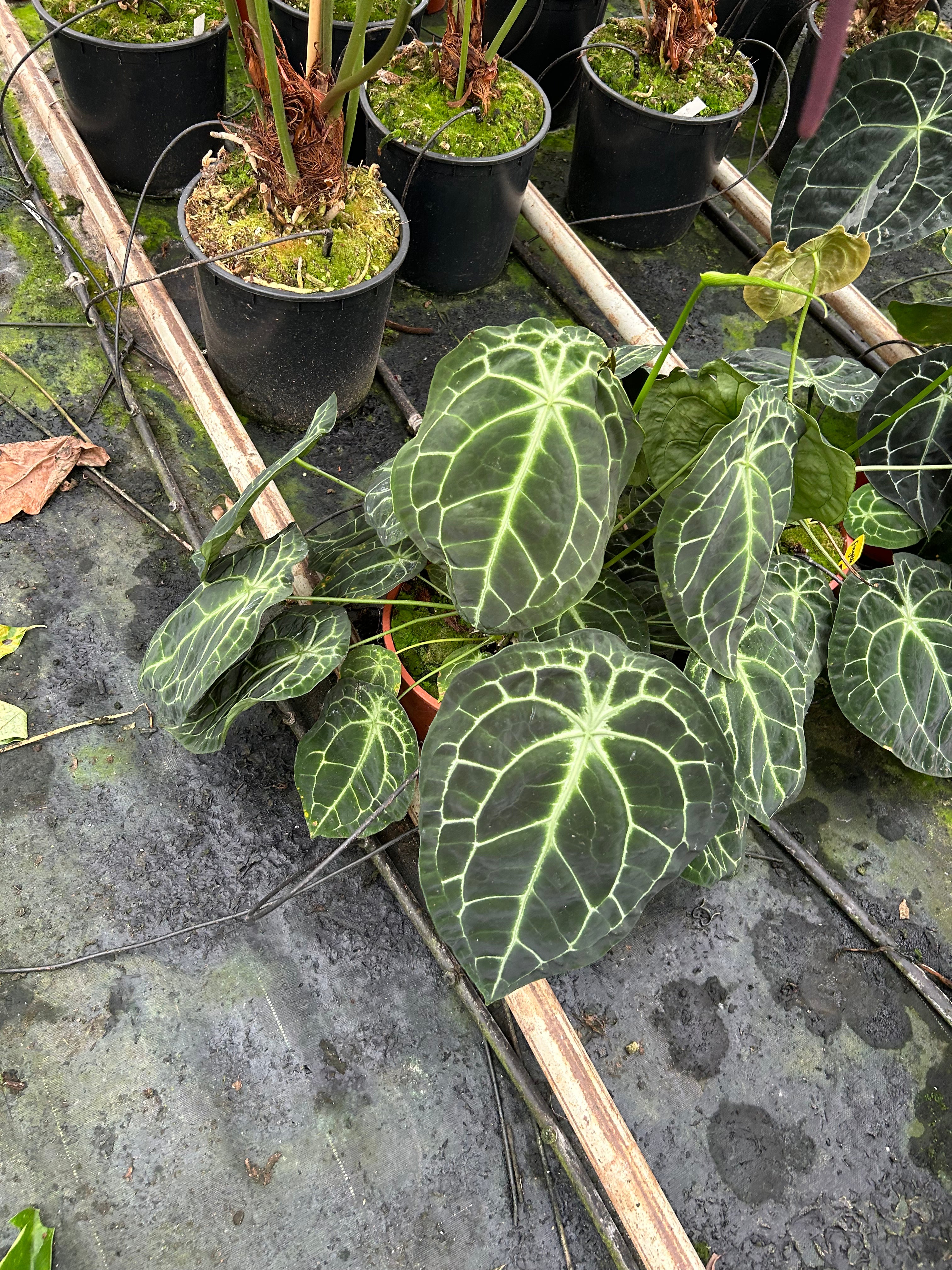 A.forgetii