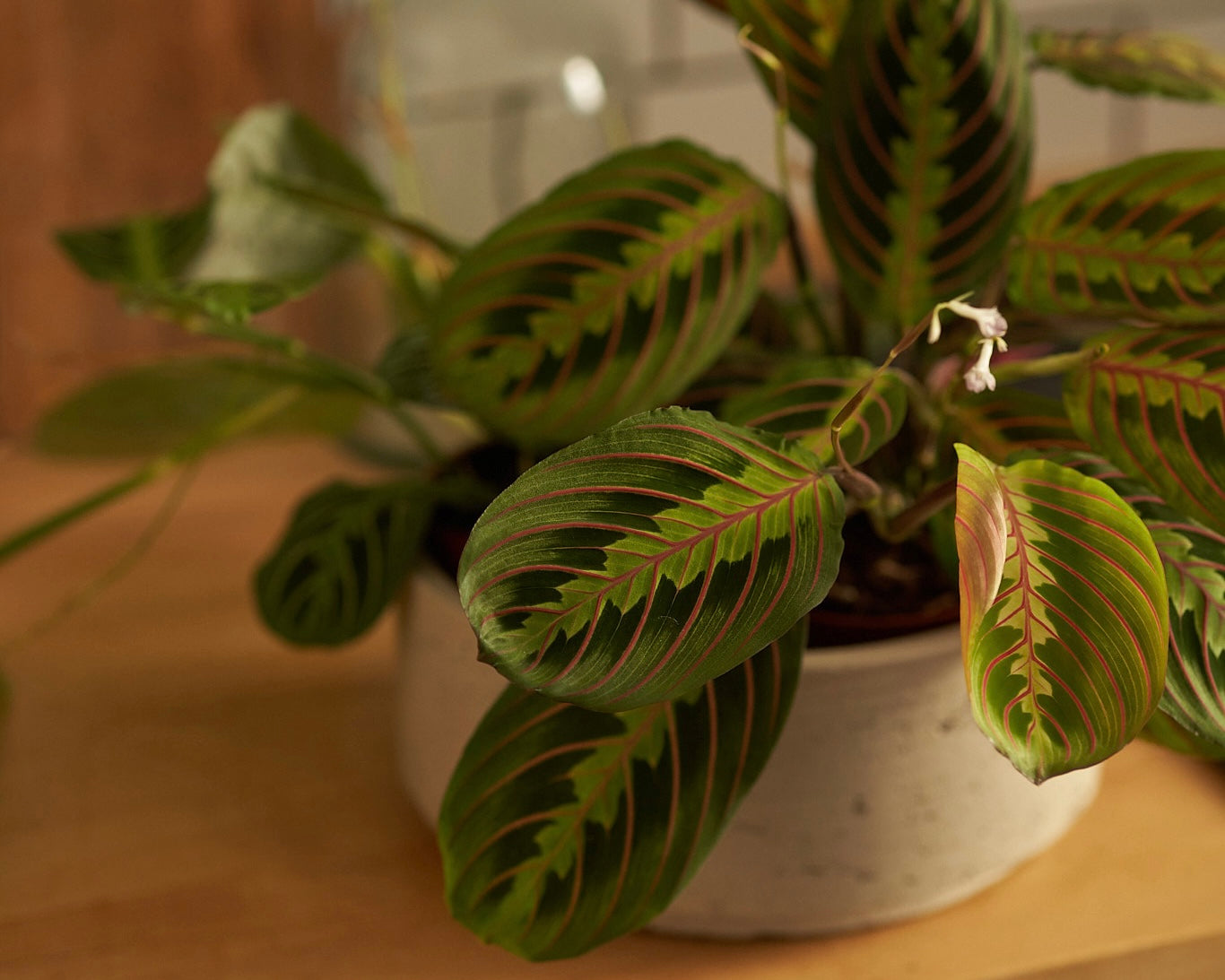 Maranta