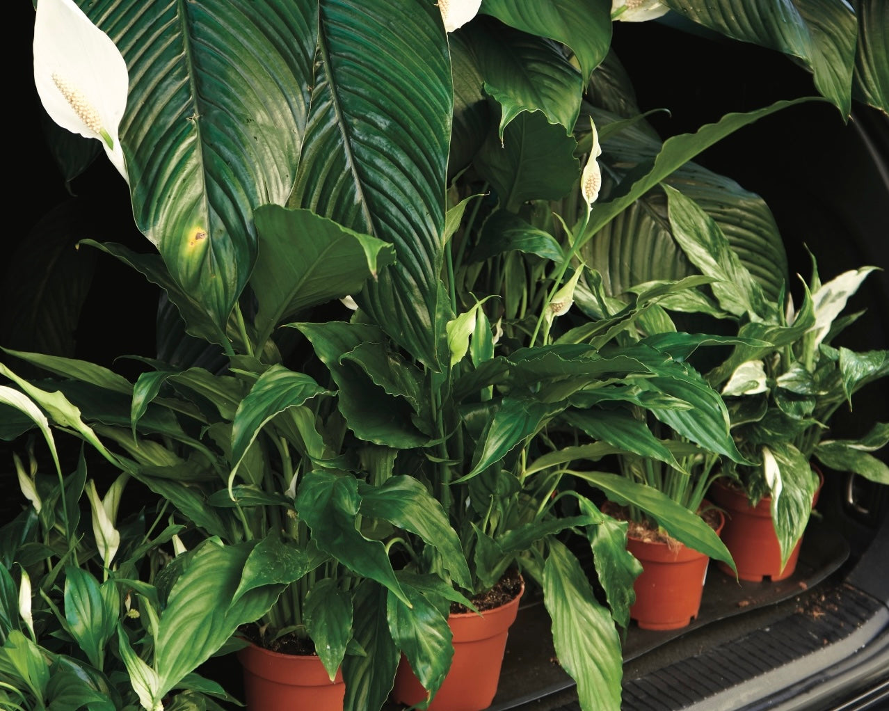 Spathiphyllum