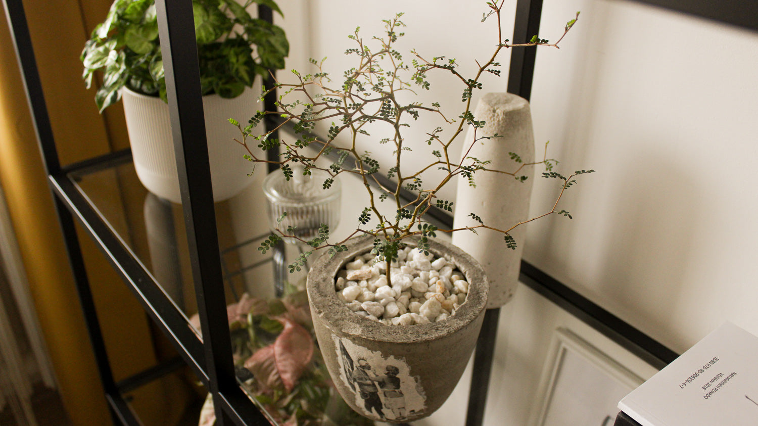 Sophora Little Baby