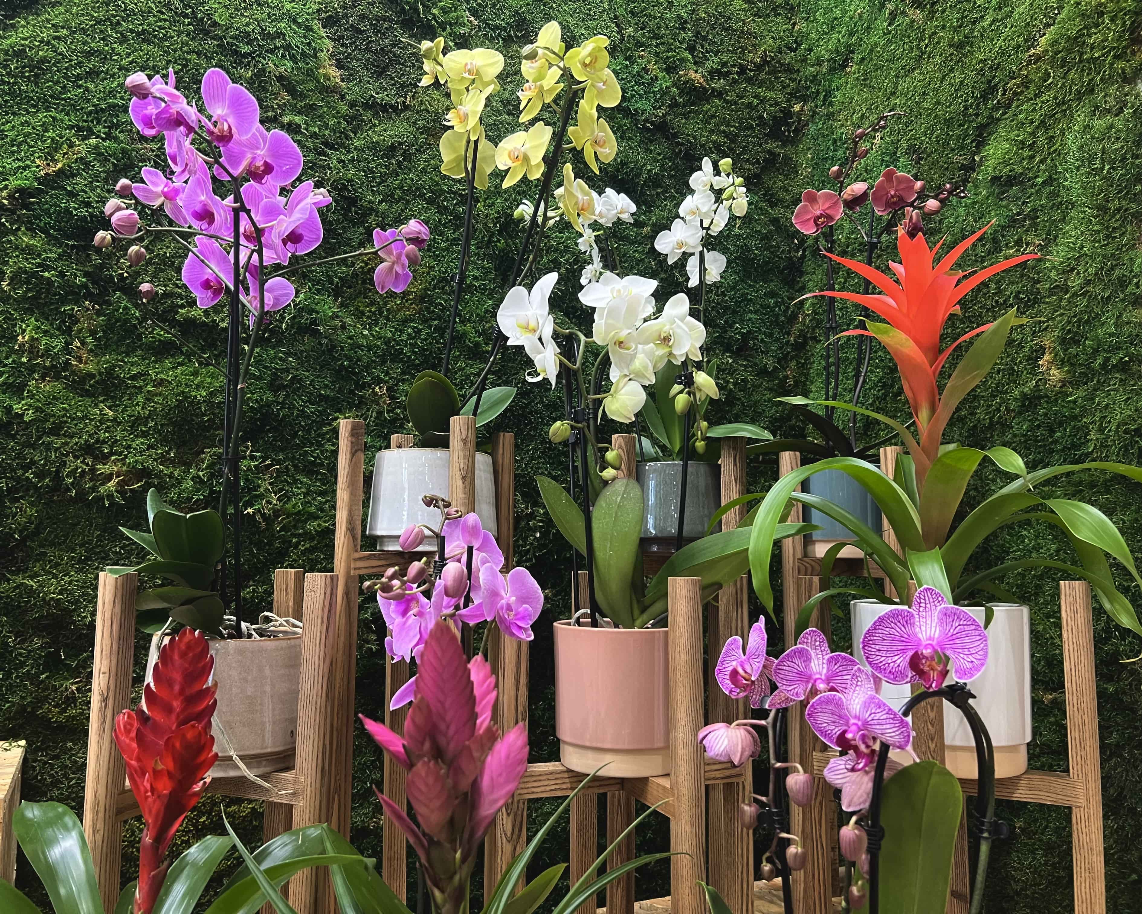 How Colored Orchids Are Made