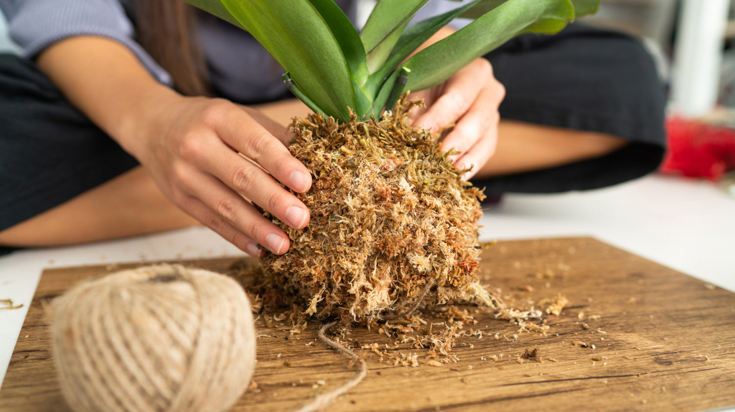 Peatland during the formation of Kokedama