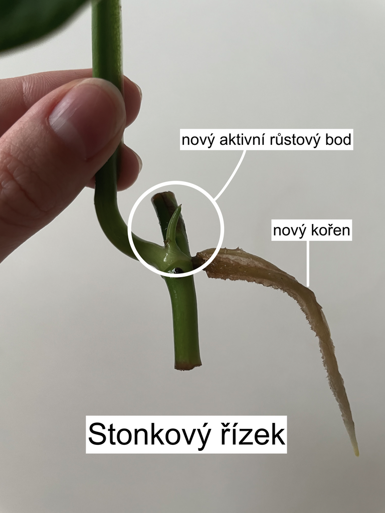 Co je růstový bod?