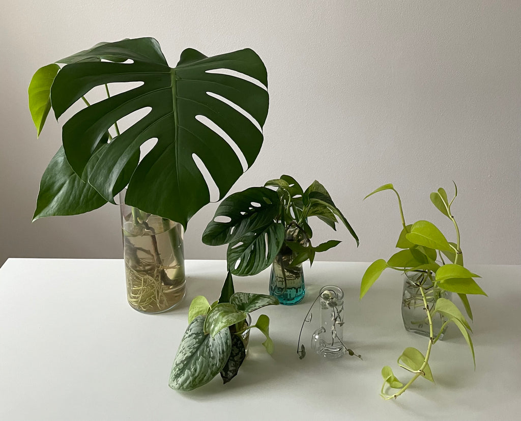 Jak dlouho roste monstera?