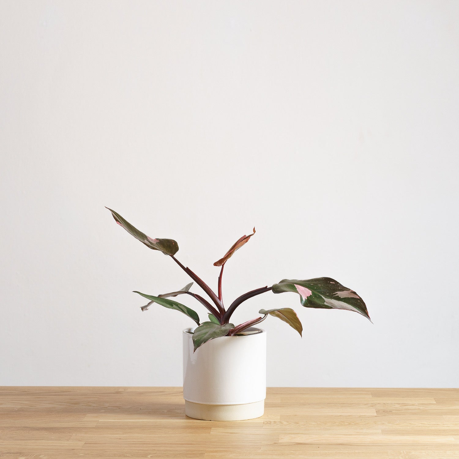 Philodendron Pink Princess 'S' - DMP product image