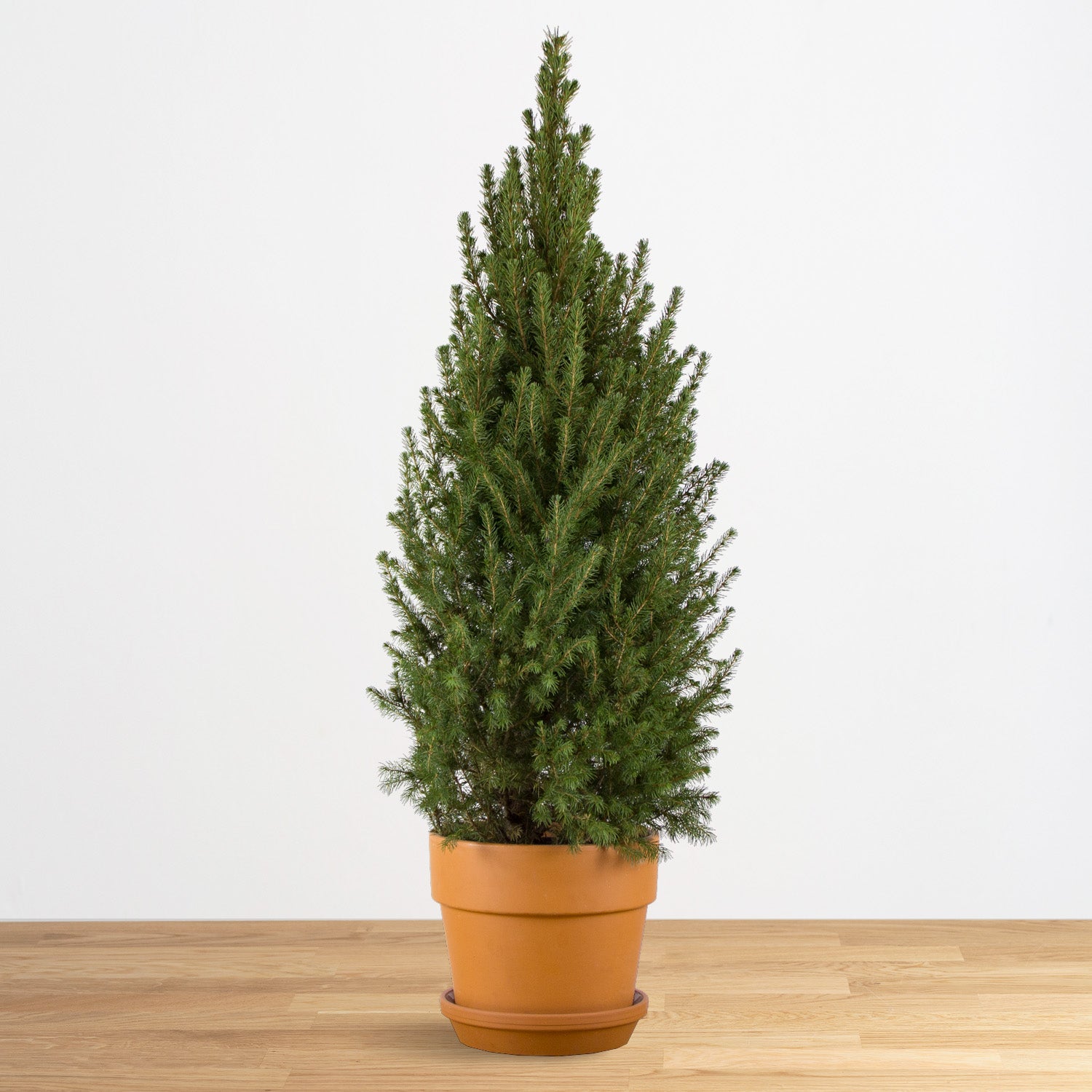 Picea glauca "Super Green" - DMP product image