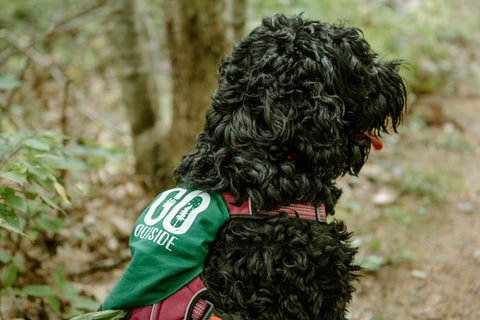 Black dog wearing a green bandana that says Lets Go Outside