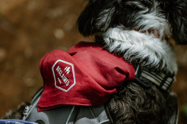 Dog wearing a red bandana with the Reclaimed Maine logo