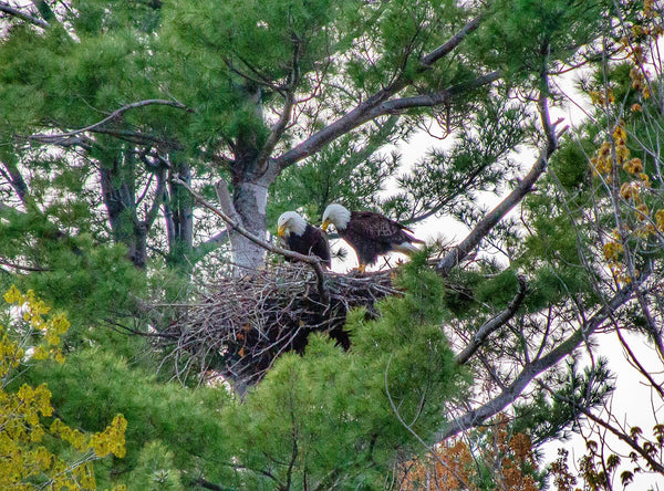 two bald eagles perched in nest in trees