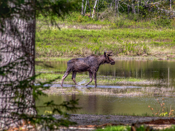 Moose crossing into water