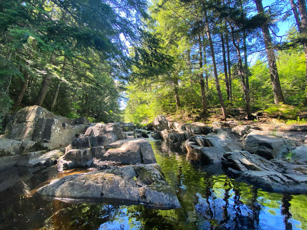 Rocky stream landscape with green foliage of the trees hanging overhead