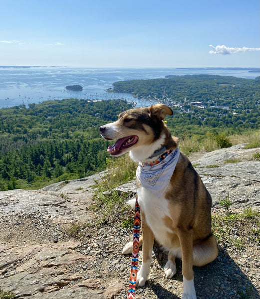 Dog at the top of Mt. Battie with view in the background