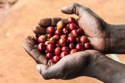 Melbourne Coffee Merchants Single Origin