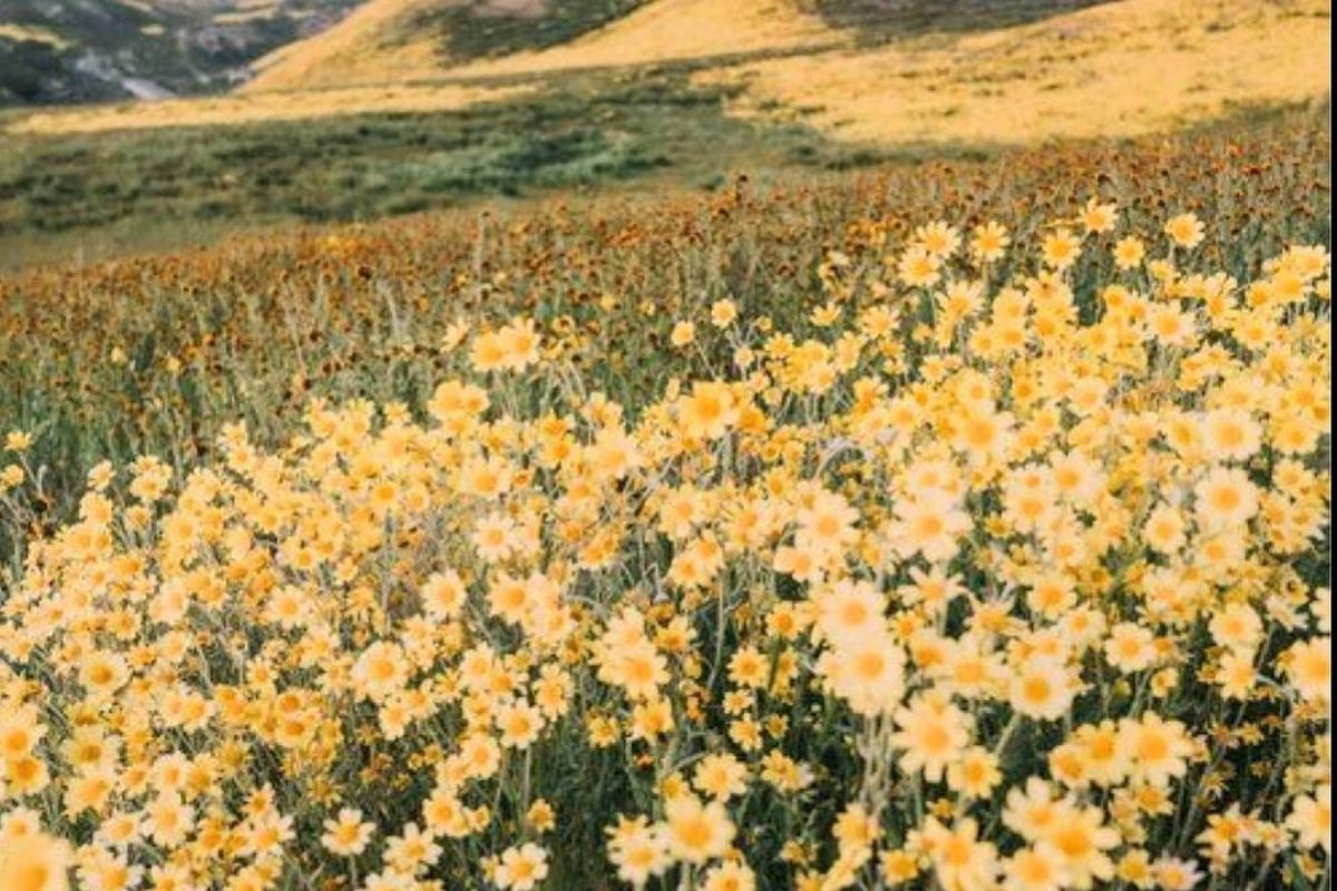 field of yellow flowers