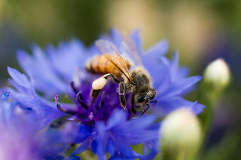 Bee on cornflower wildflower