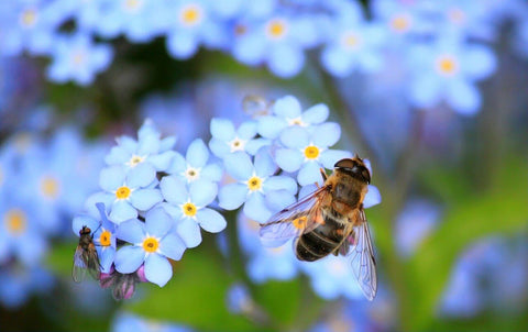 Bee on Forget-Me-Not flowers